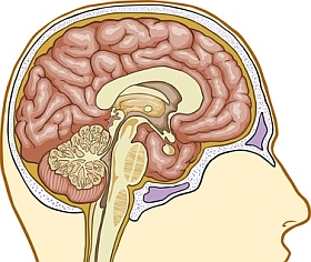 Human Brain